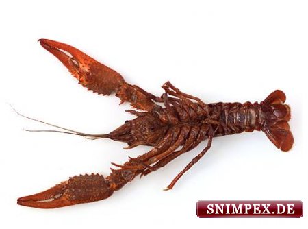Armenian Crayfish